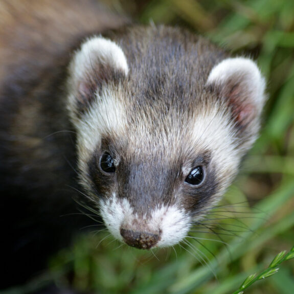 ferret-5805751_1920_rec